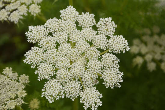 Слика од Ligusticopsis