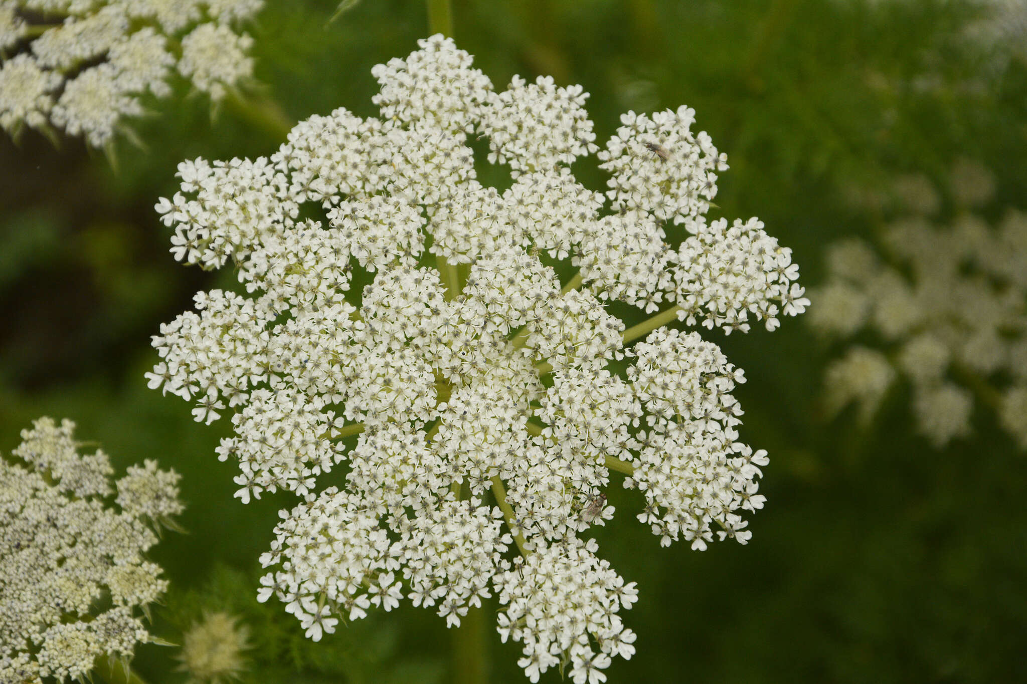 Imagem de Ligusticopsis