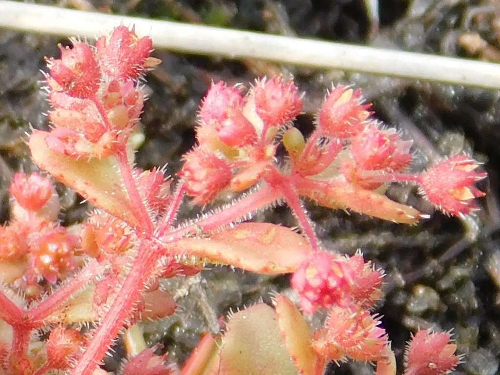 Image of Crassula strigosa L.