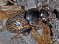 Image of Horse Dung Beetle
