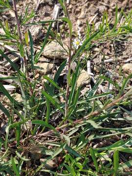 Image of serpentine aster