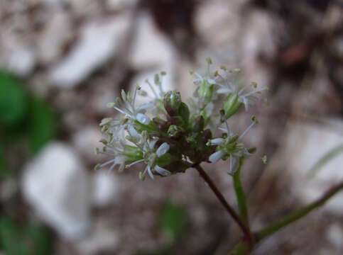 Plancia ëd Silene baschkirorum Janisch.