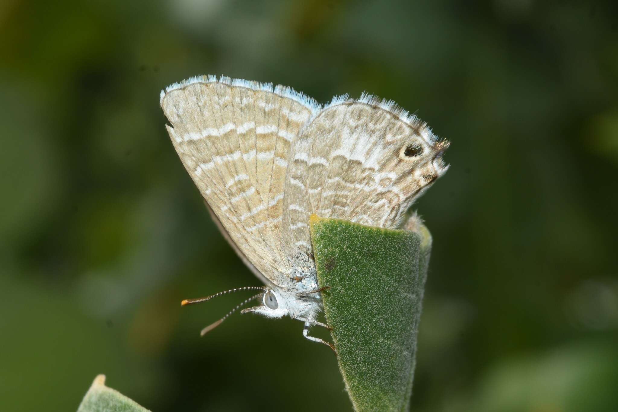 Image of Theclinesthes miskini (Lucas 1889)