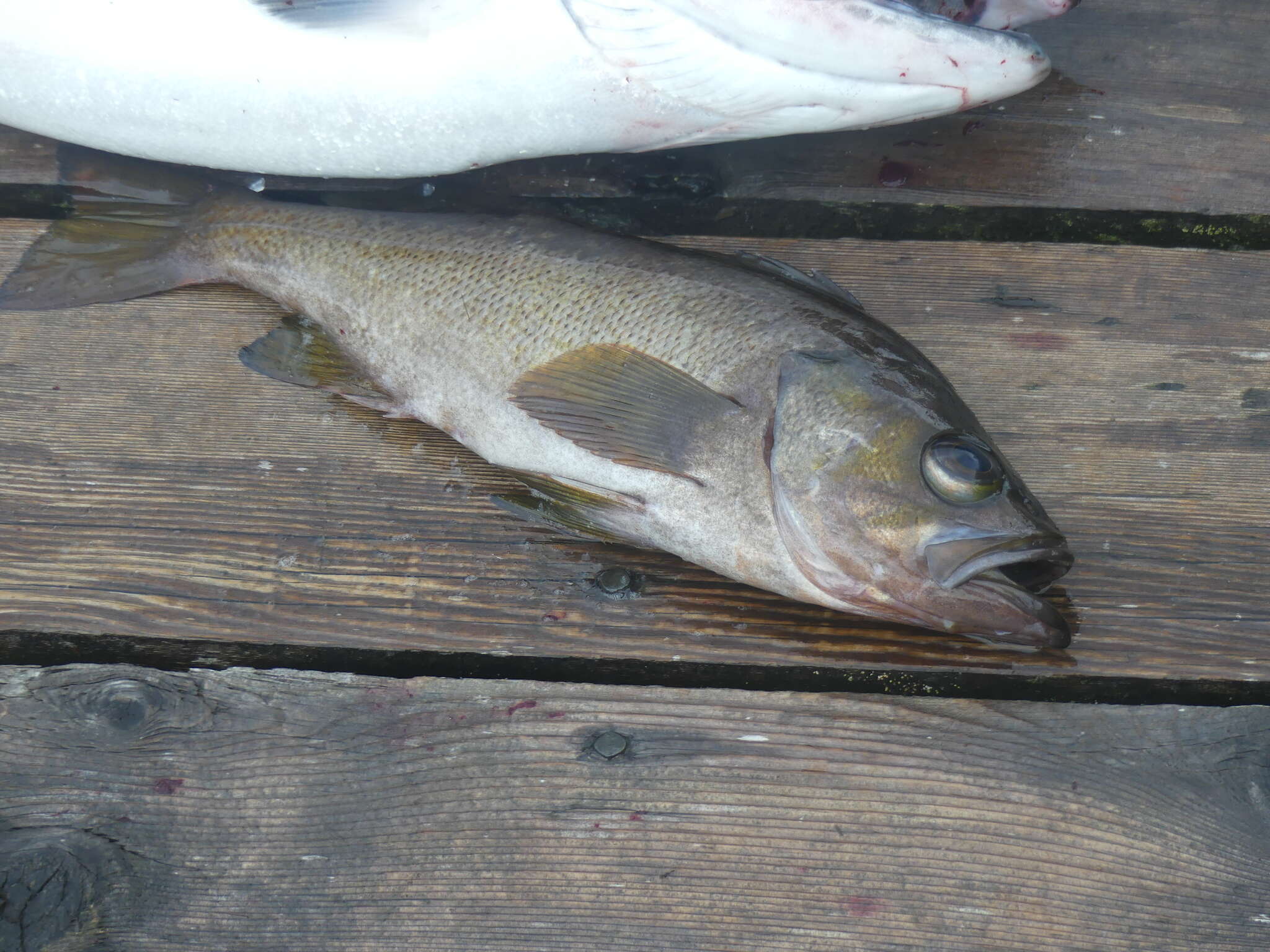 Image of Yellowtail rockfish