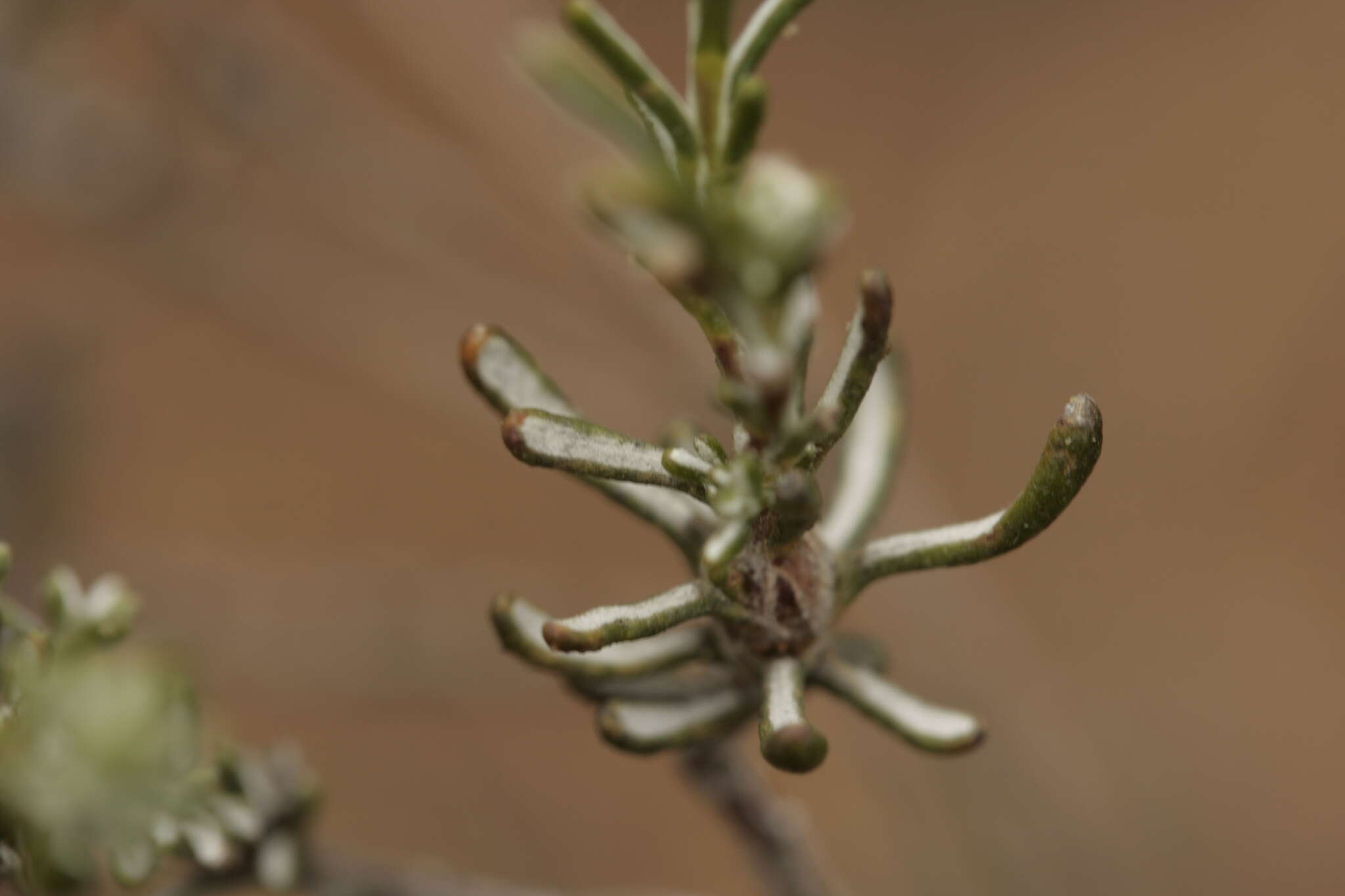 Image of Oedera relhanioides (Schltr.) N. G. Bergh