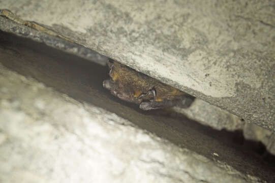 Image of Northern Bat