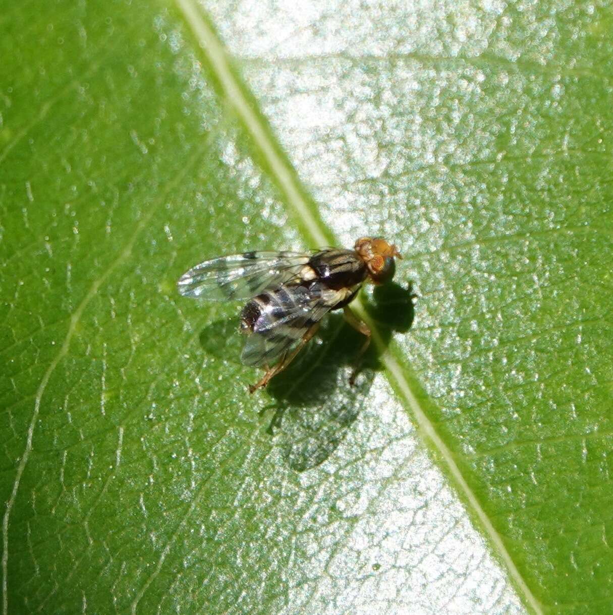 Image of cherry fruit fly