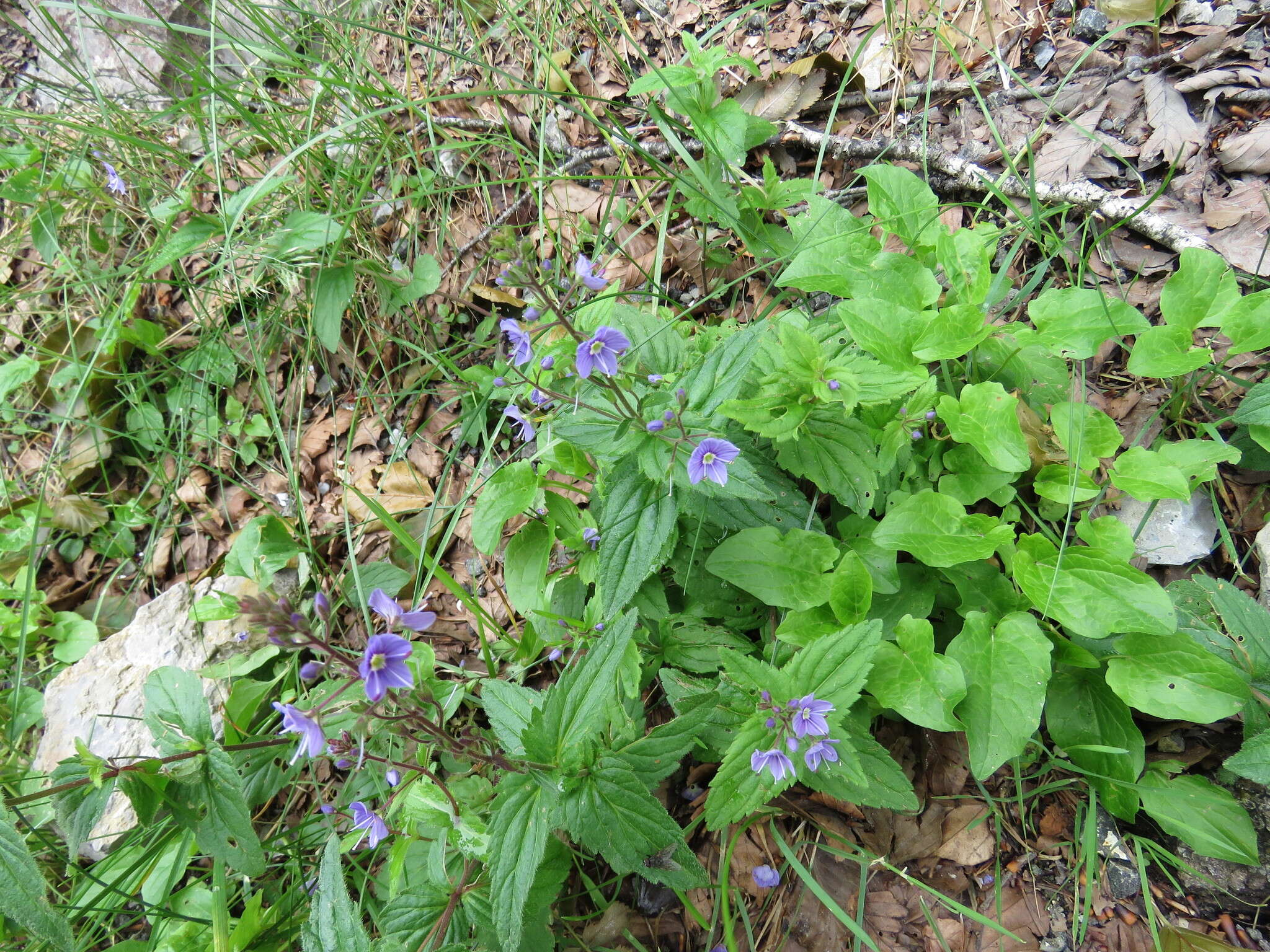 Image of Veronica ponae Gouan