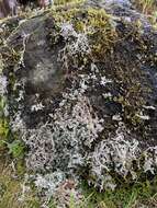 Image of Alpine soil foam lichen