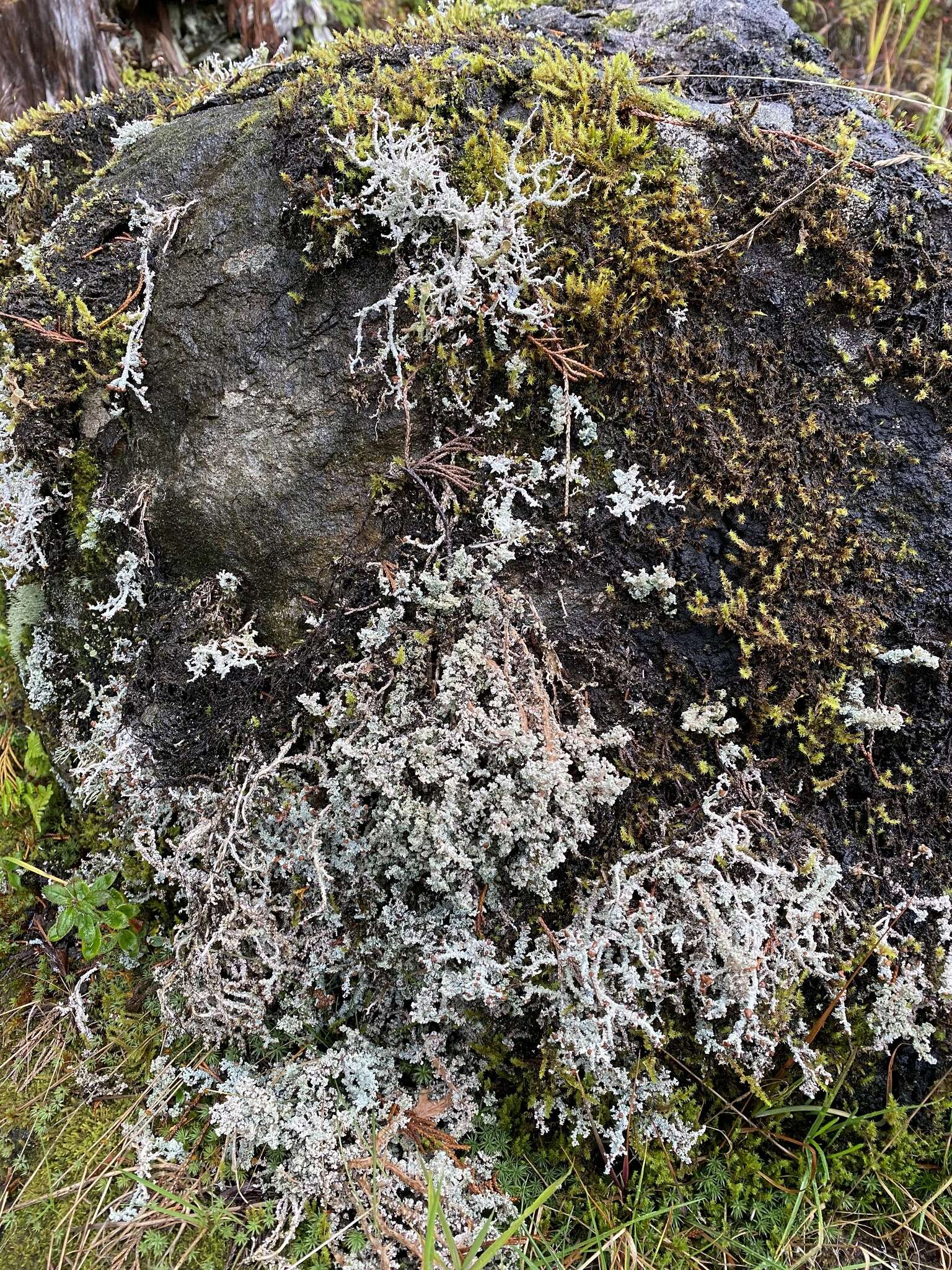 Image of Alpine soil foam lichen