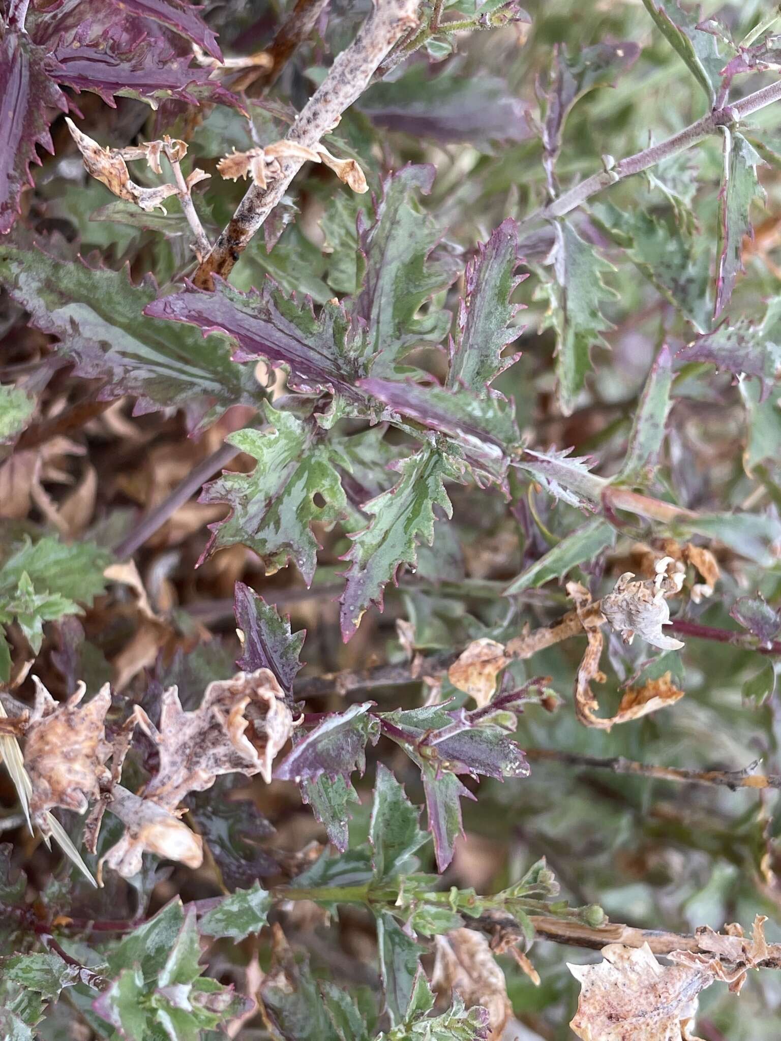 Image of cutleaf beardtongue