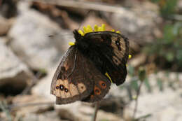 Erebia epistygne Hübner 1816 resmi