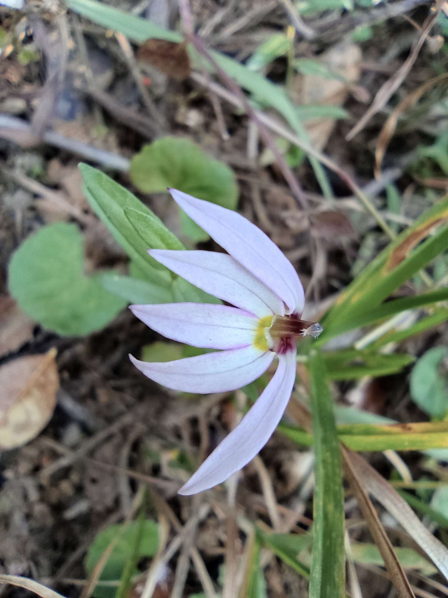 Imagem de Lobelia chinensis Lour.