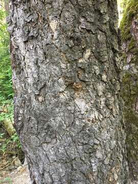 Image de Alnus oblongifolia Torr.