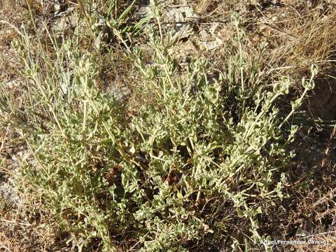 Image of Halimium lasianthum subsp. alyssoides (Lam.) Greuter