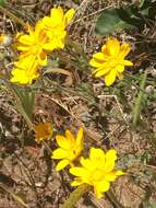 Image of Common Woolly Sunflower