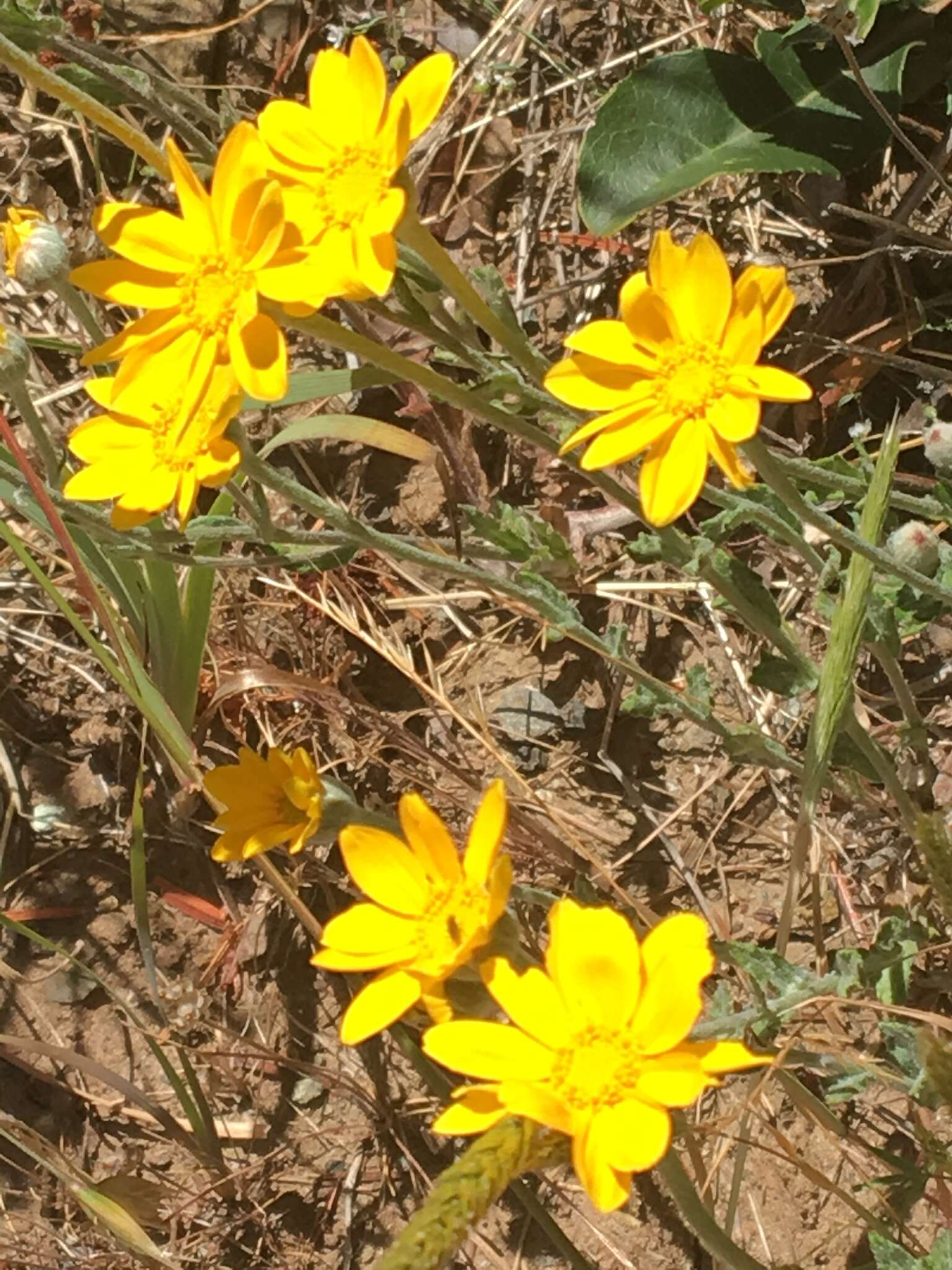 Image of Common Woolly Sunflower