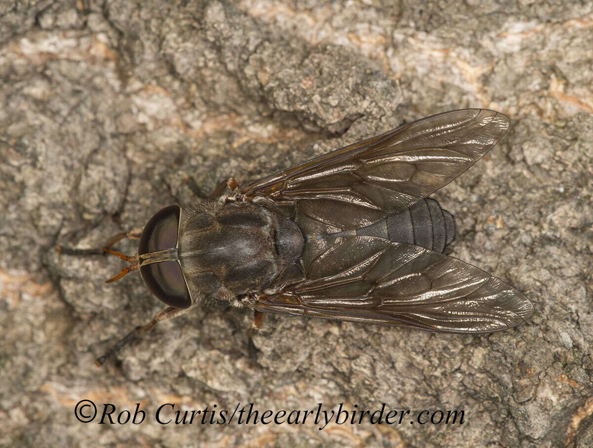 Image of Tabanus calens Linnaeus 1758