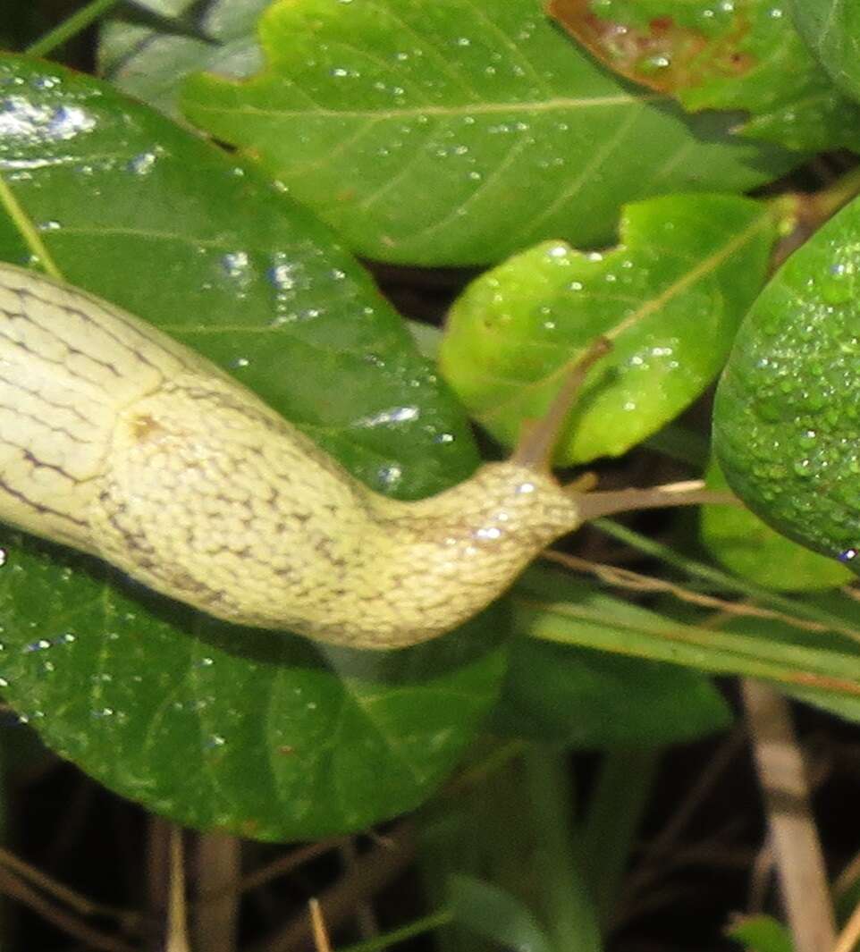 Image of Elisolimax flavescens (Keferstein 1866)