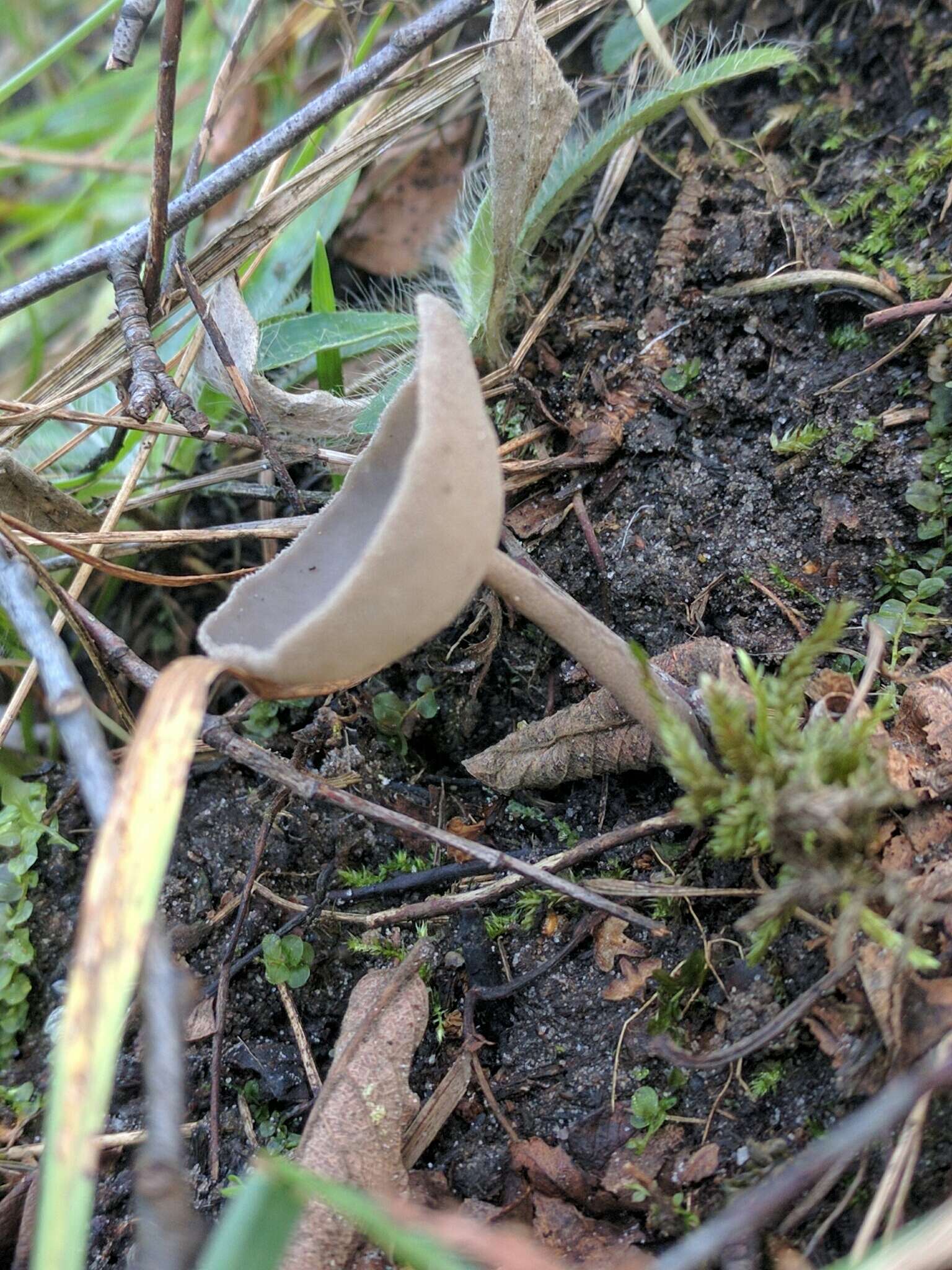 Image de Helvella macropus (Pers.) P. Karst. 1871