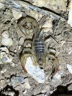 Image of Northern Scorpion