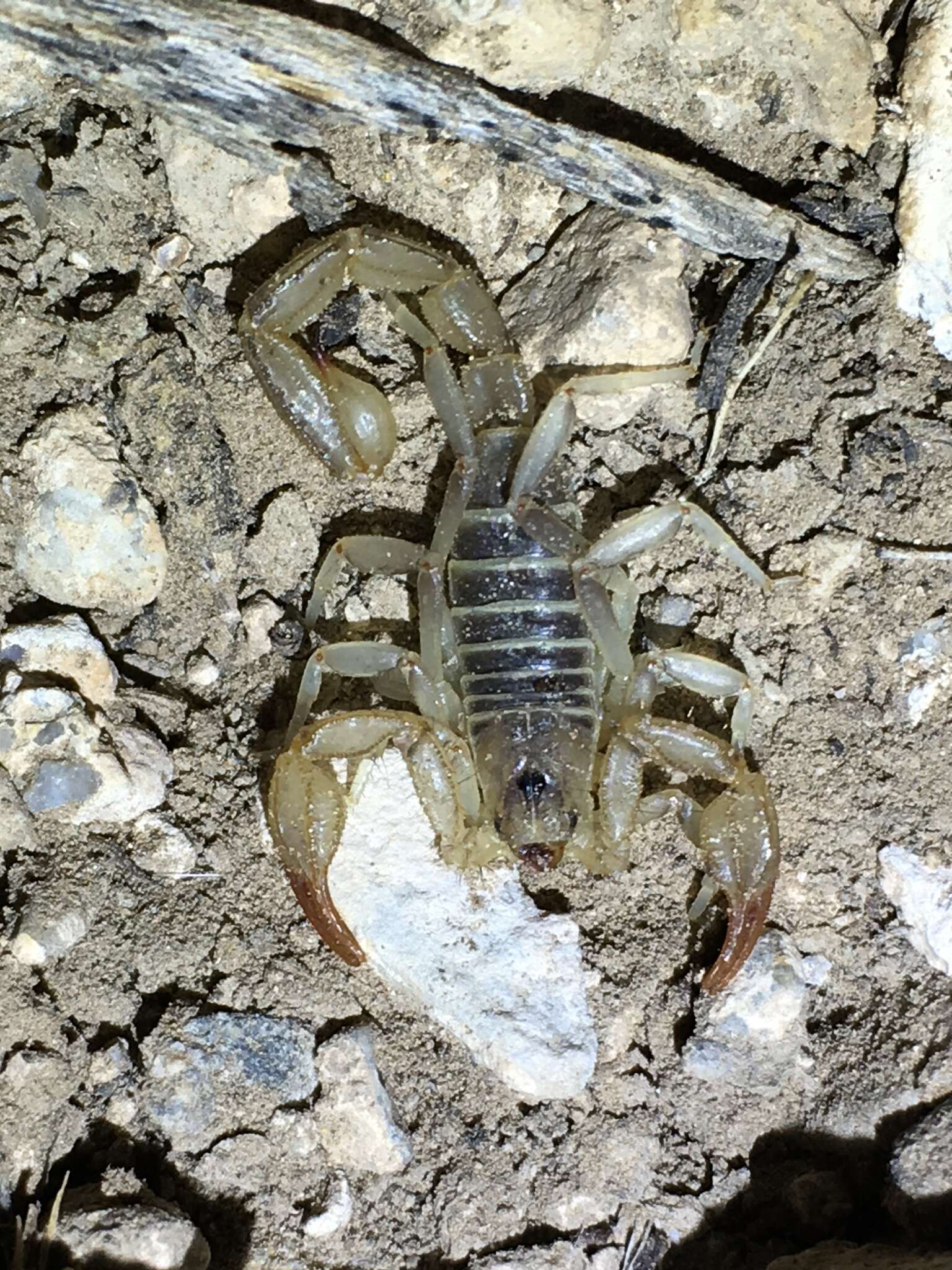 Image of Northern Scorpion