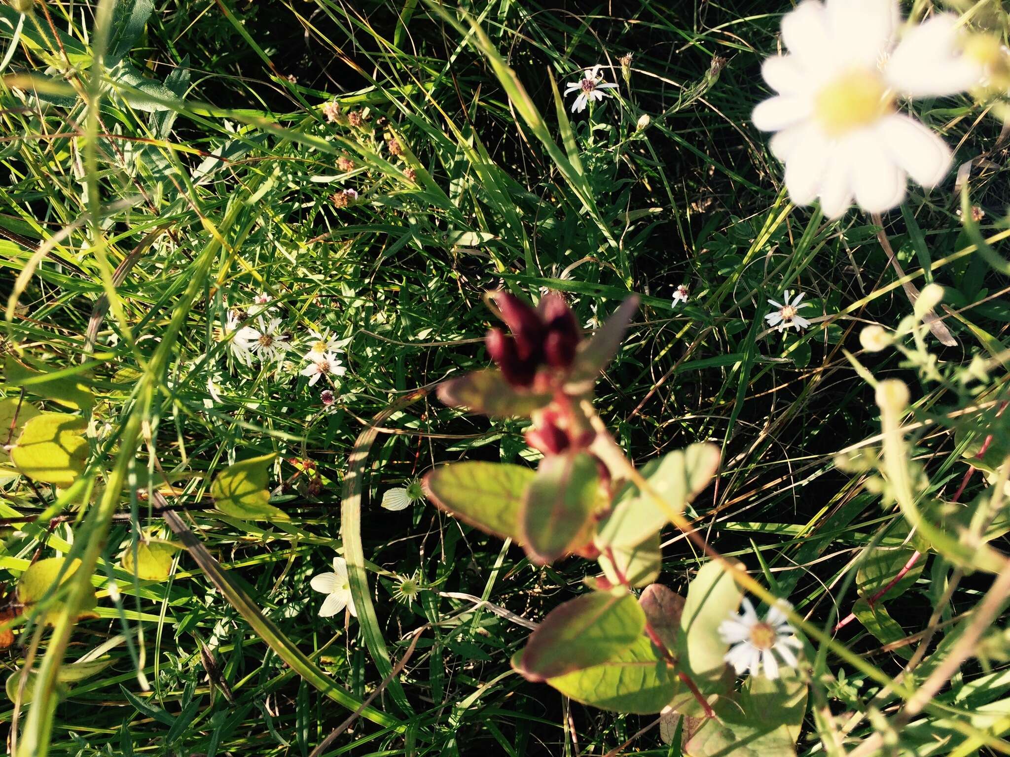 Image of Fraser's St. John's-Wort