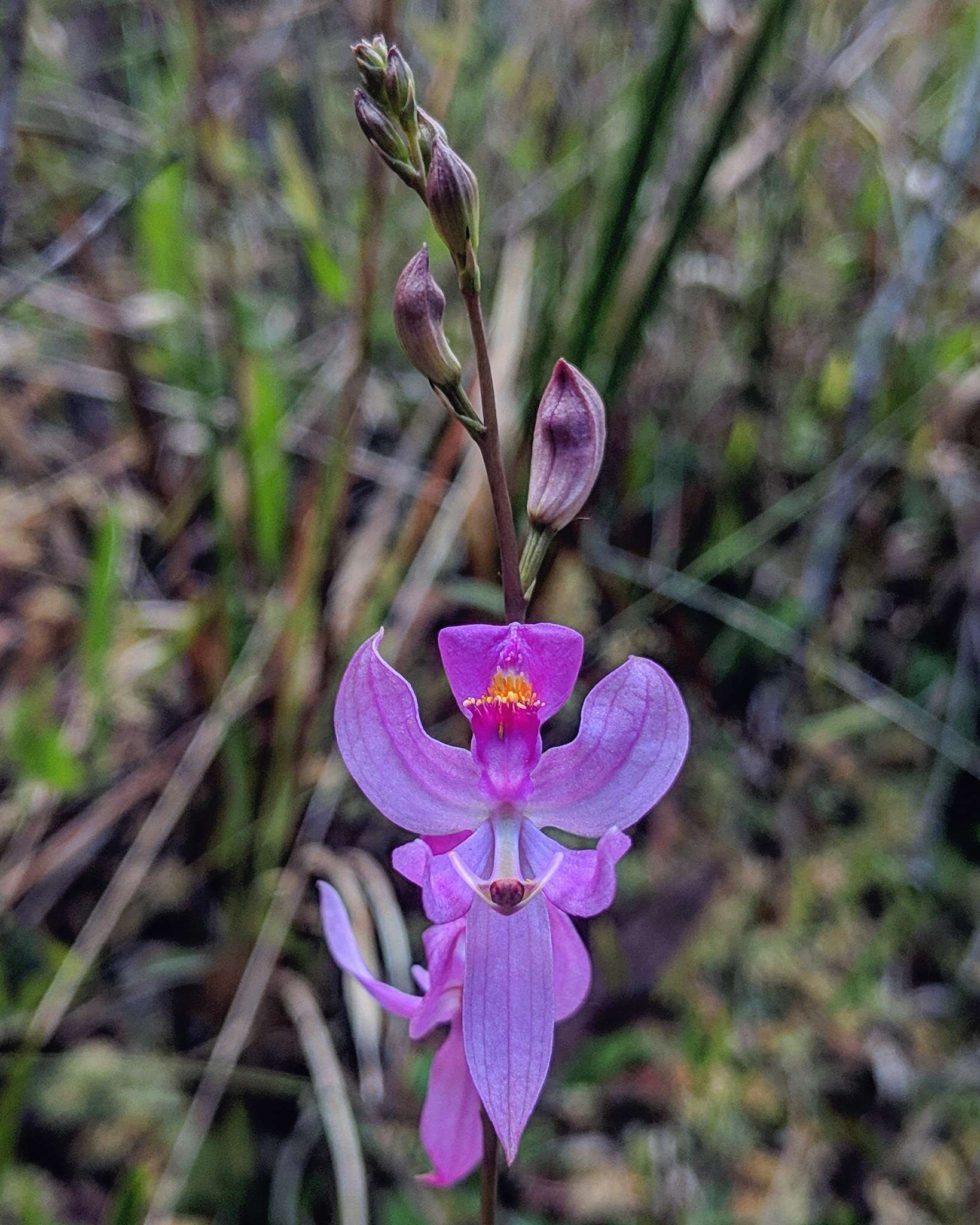 Calopogon pallidus Chapm.的圖片