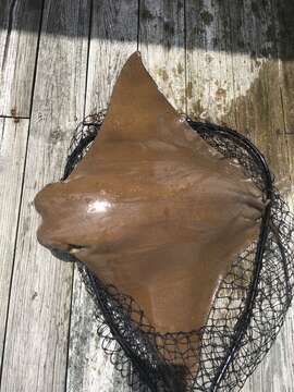 Image of Cownose rays and Flapnose rays