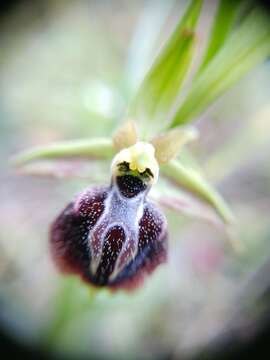 Image of Ophrys sphegodes subsp. aesculapii (Renz) Soó ex J. J. Wood