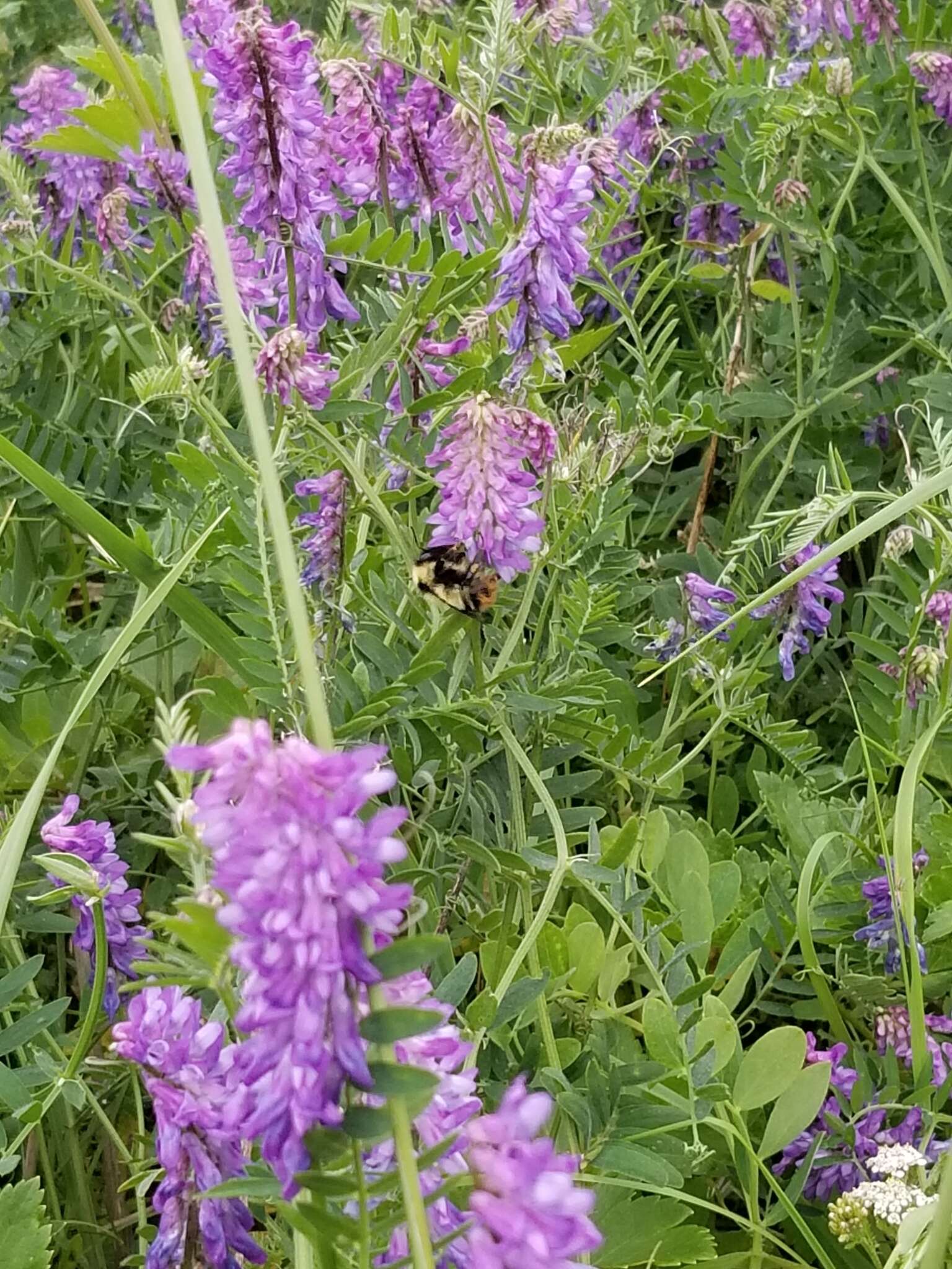 Image of Frigid Bumble Bee