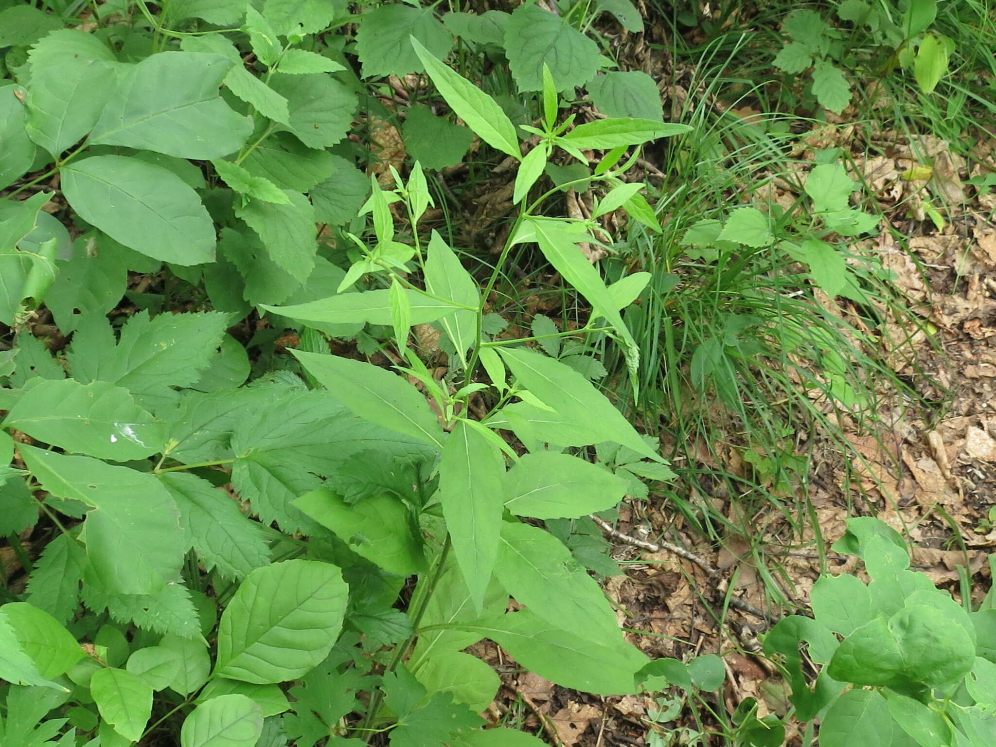 Image of Carpesium cernuum L.