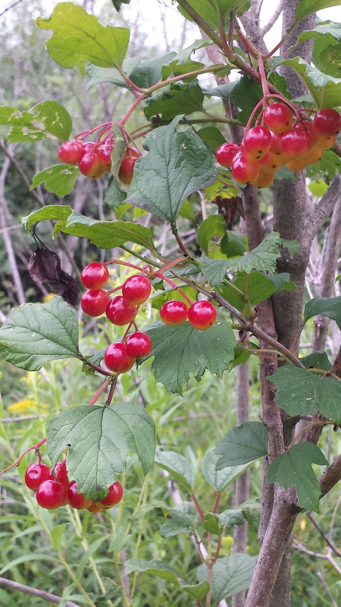 Image of Cranberry-tree