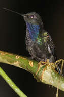 Image of Napo Sabrewing