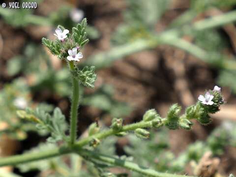 Image of supine vervain