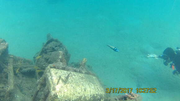 Image of Bluehead Wrasse