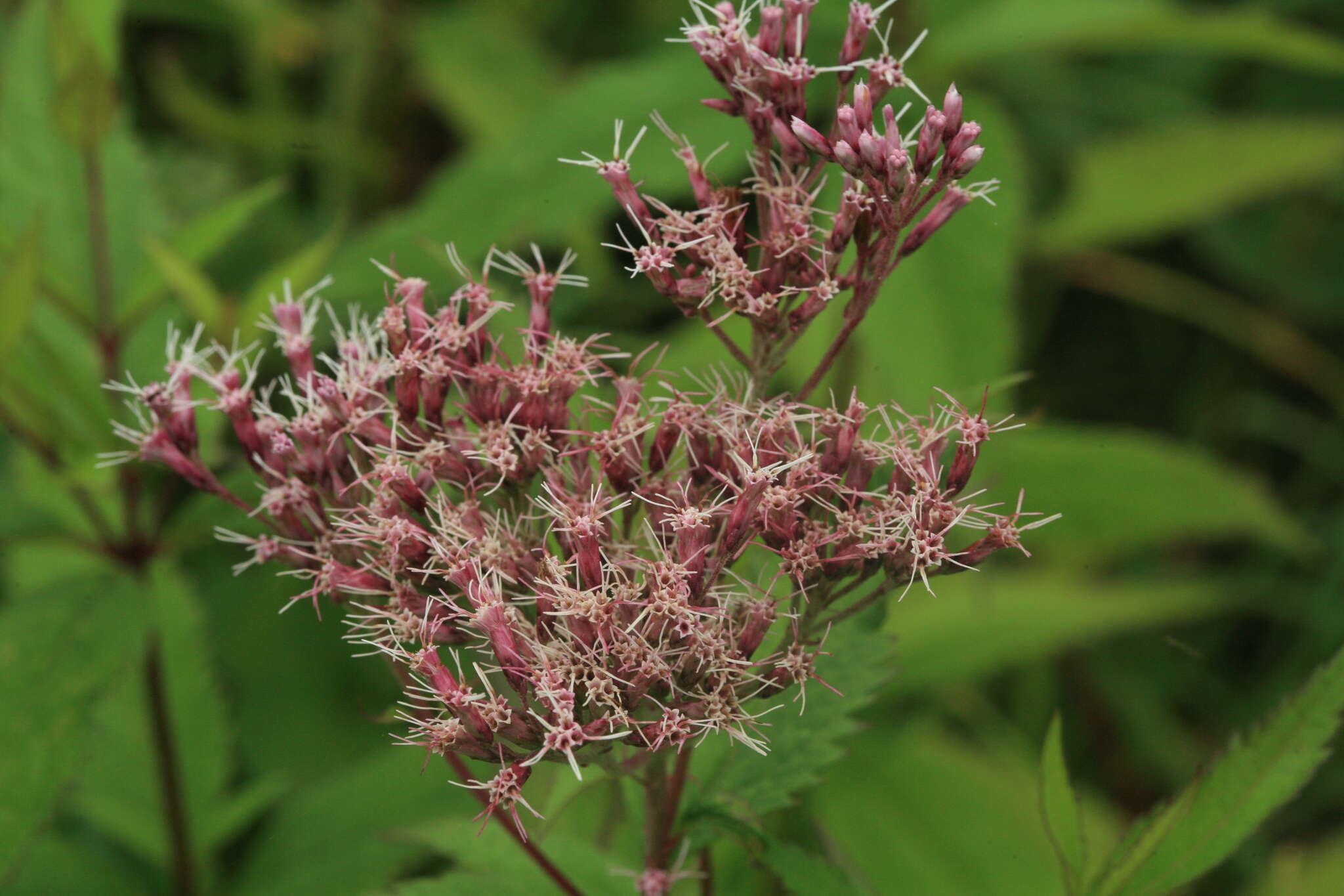 Eupatorium glehnii F. Schmidt ex Trautv.的圖片