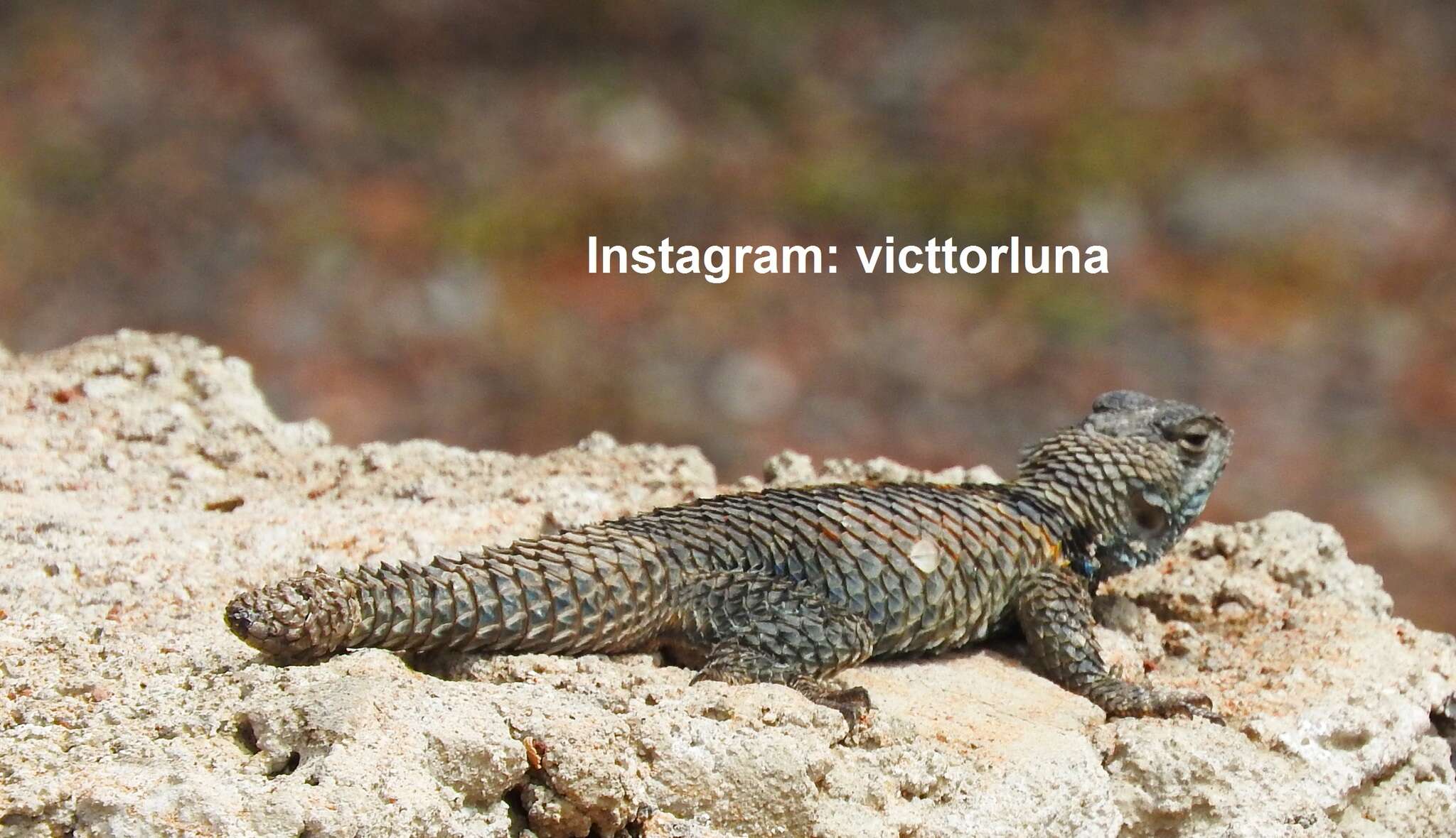 Sceloporus mucronatus Cope 1885 resmi