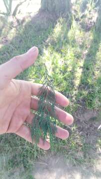 صورة Juniperus flaccida var. poblana Martínez