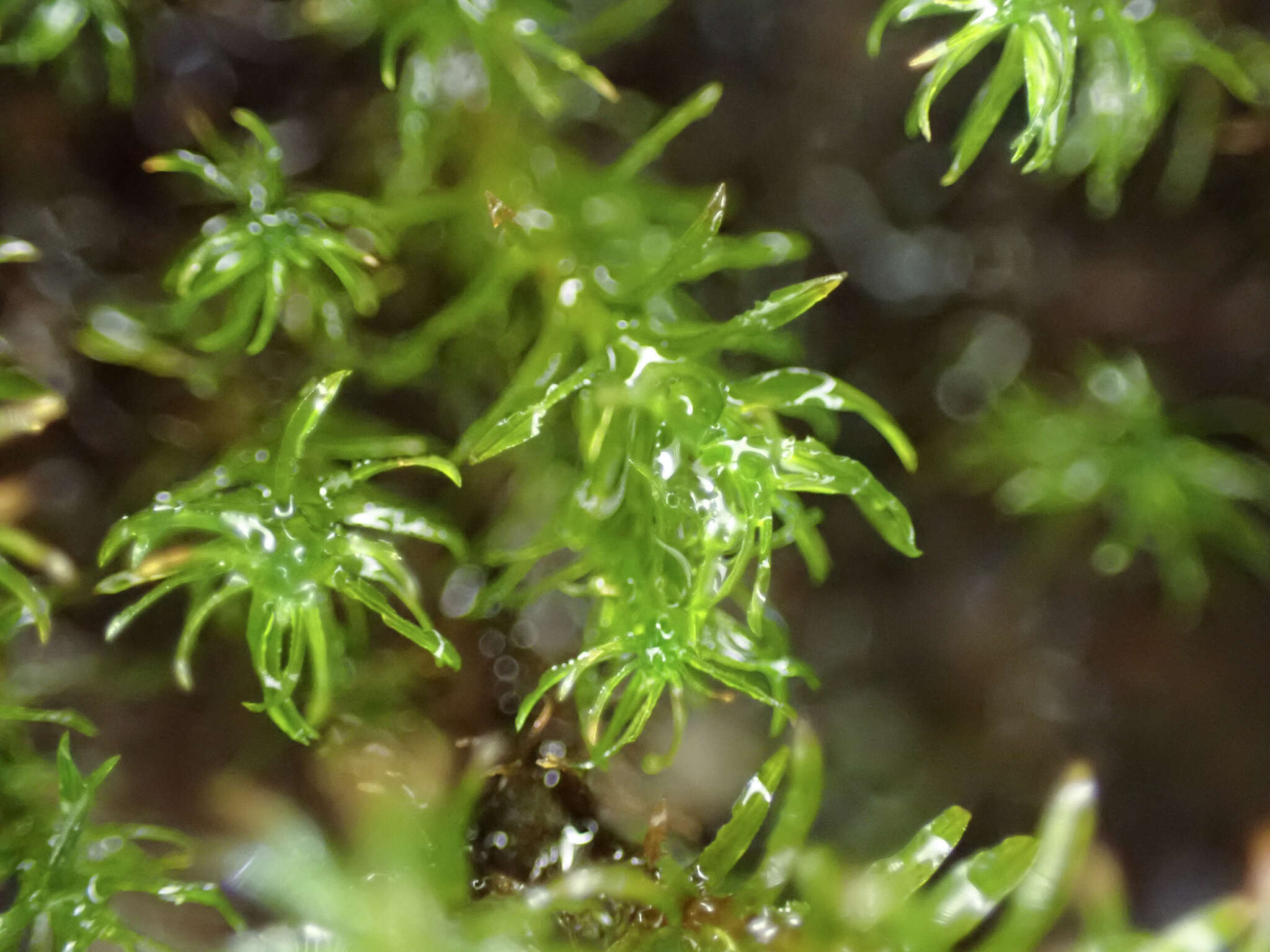 Image of dichodontium moss