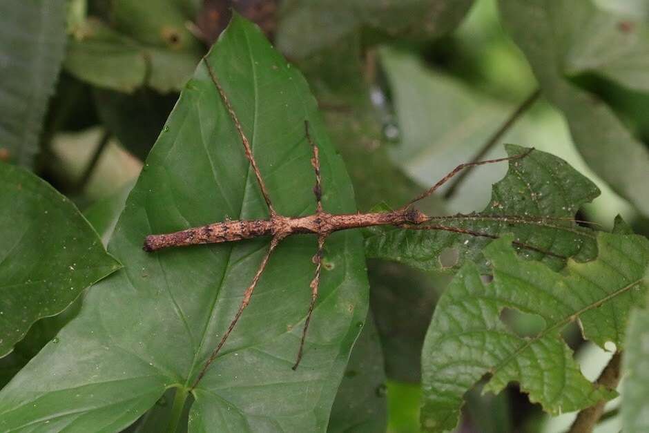 Image of Ceroys (Ceroys) perfoliatus (Gray & G. R. 1835)