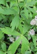 Imagem de Astrantia major L.