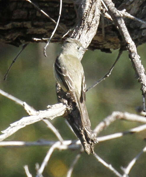 Empidonax hammondii (Xántus 1858)的圖片