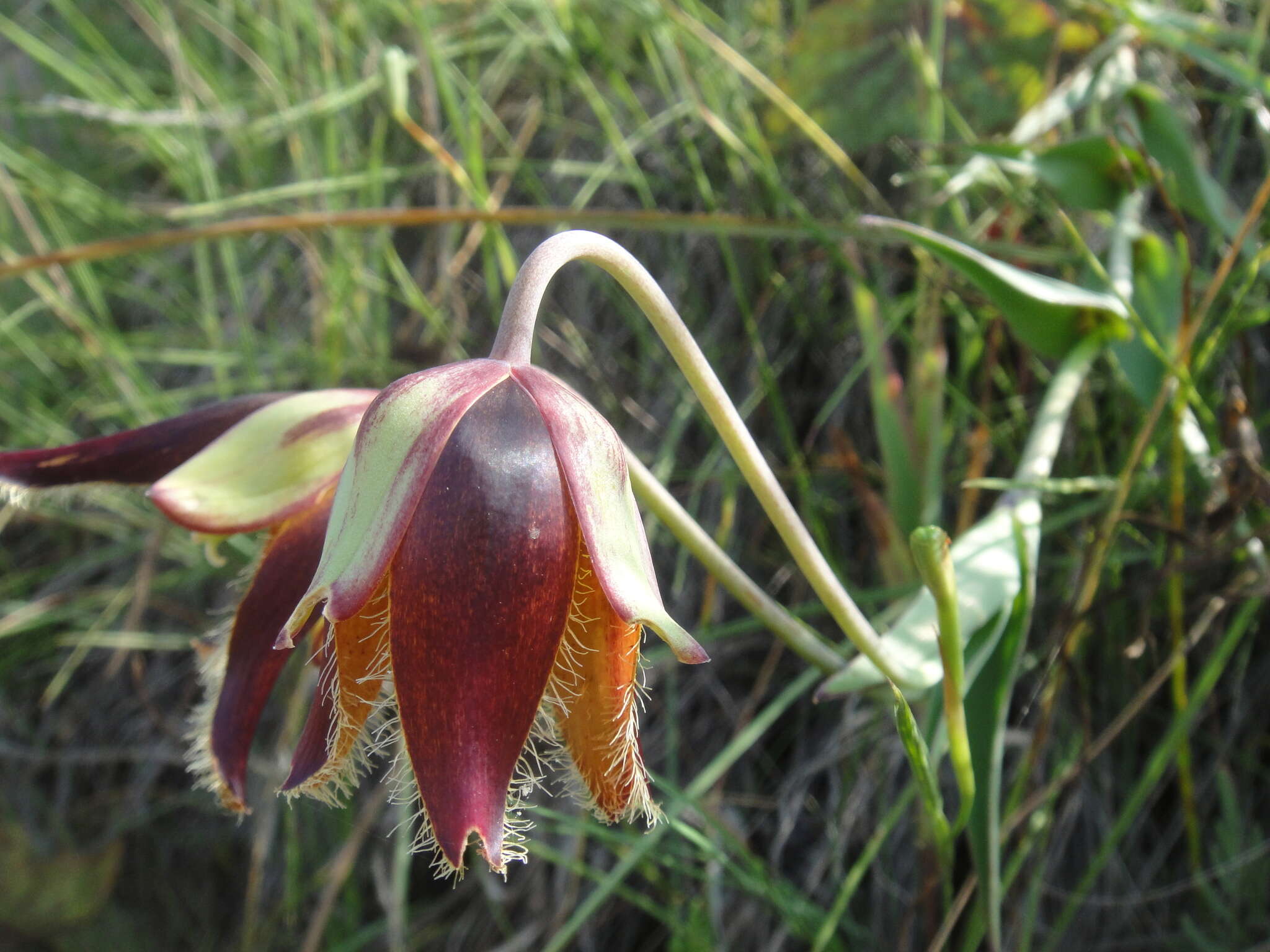 Calochortus purpureus (Kunth) Baker resmi