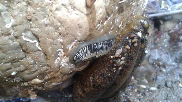 Image of Chiton albolineatus Broderip & G. B. Sowerby I 1829