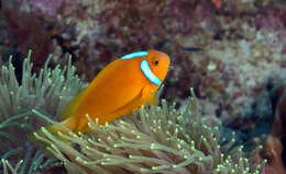 Image of White-bonnet anemonefish