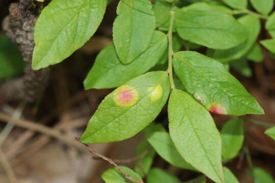 Image of Exobasidium vaccinii (Fuckel) Woronin 1867