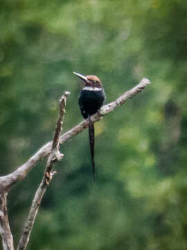 Image of Paradise Jacamar