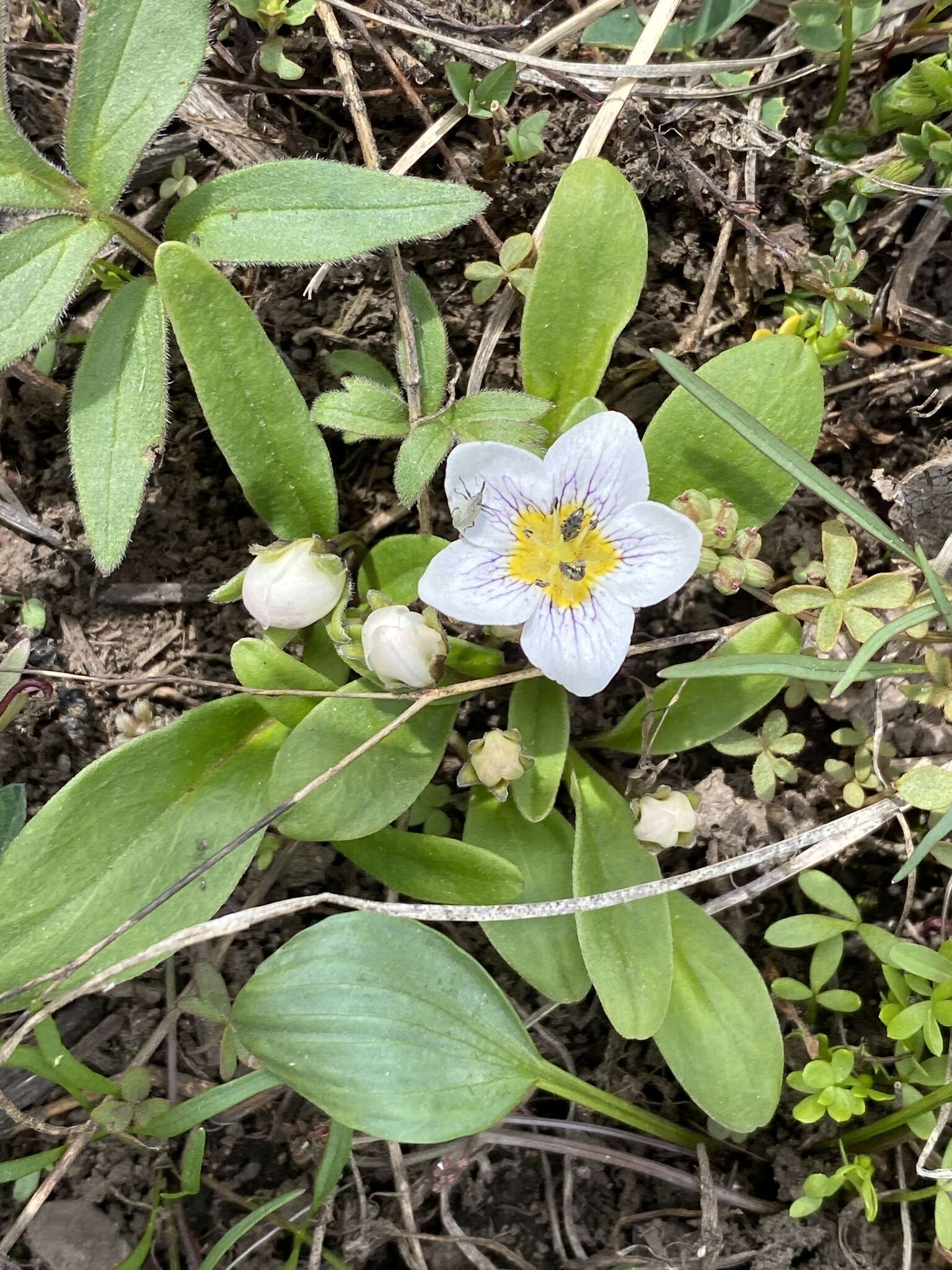 Слика од Hesperochiron pumilus (Griseb.) Porter