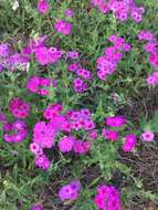 Image of annual phlox